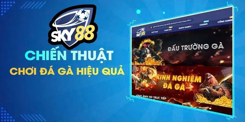 ĐÁ GÀ SKY88 4 Chiến thuật chơi đá gà hiệu quả